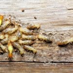 Termite Reports in Mount Airy, North Carolina