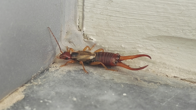 Earwig Control | Quality Control, Inc.