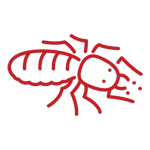 termite-control